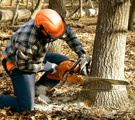 Tree Removal in South Shore, SD